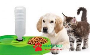 CÁCH BẢO QUẢN THỨC ĂN HẠT KHÔ CHO CHÓ MÈO