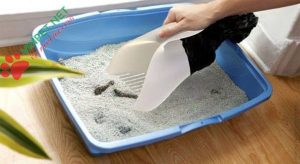 CÁC LOẠI CÁT VỆ SINH CHO MÈO