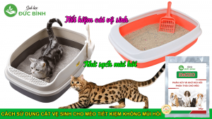khử mùi hôi cát vệ sinh cho mèo