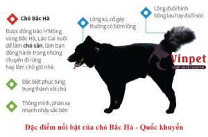 CÁCH CHĂM SÓC CHÓ BẮC HÀ