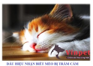 DẤU HIỆU NHẬN BIẾT MÈO ĐANG BỊ STRESS