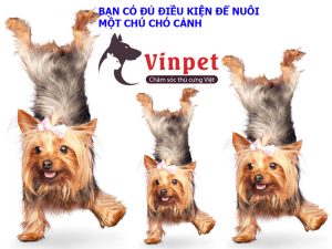 KHI NÀO BẠN NÊN CHỌN NUÔI CHÓ