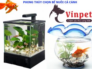 CHỌN BỂ NUÔI CÁ CẢNH THEO PHONG THỦY