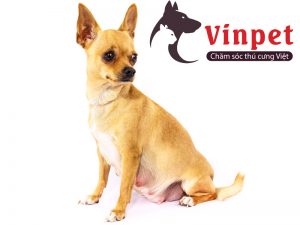 HƯỚNG DẪN CÁCH CHĂM SÓC CHÓ MANG THAI