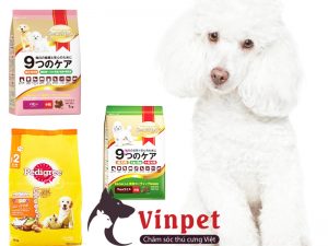 CÁCH CHĂM SÓC CHÓ POODLE VÀ CÁCH LỰA CHỌN THỨC ĂN CHO CHÓ POODLE