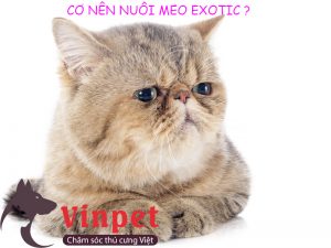 CÓ NÊN NUÔI MÈO EXOTIC LÔNG NGẮN KHÔNG