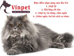 CÁCH CHĂM SÓC MÈO BA TƯ TỐT NHẤT! CÁCH TẮM CHO MÈO BA TƯ