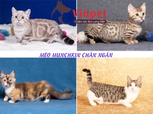 ĐẶC ĐIỂM MÈO MUNCHKIN CHÂN NGẮN