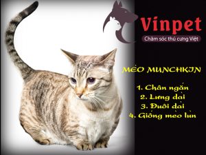 GIÁ BÁN MÈO MUNCHKIN CHÂN NGẮN
