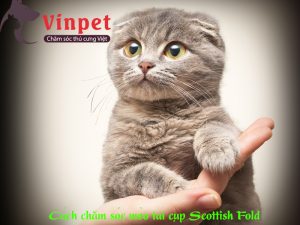 CÁCH CHĂM SÓC MÈO TAI CỤP SCOTTISH