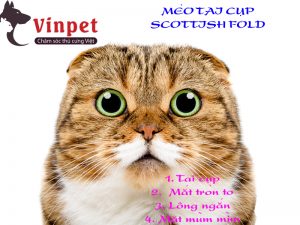 MÈO SCOTTISH FOLD - NGUỒN GỐC VÀ ĐẶC ĐIỂM CỦA MÈO TAI CỤP